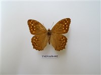 藏品(布氏蔭眼蝶)的圖片